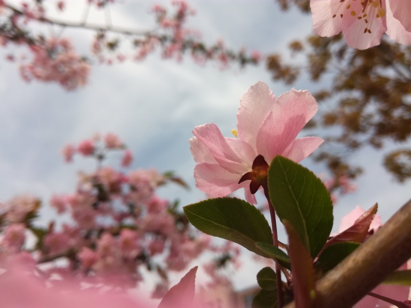 粉色的桃花图片