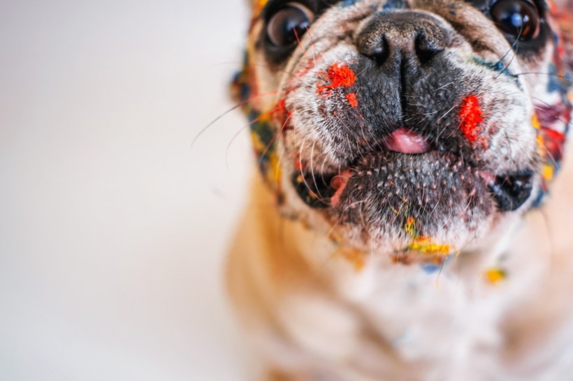 呆萌可愛的法國斗牛犬圖片