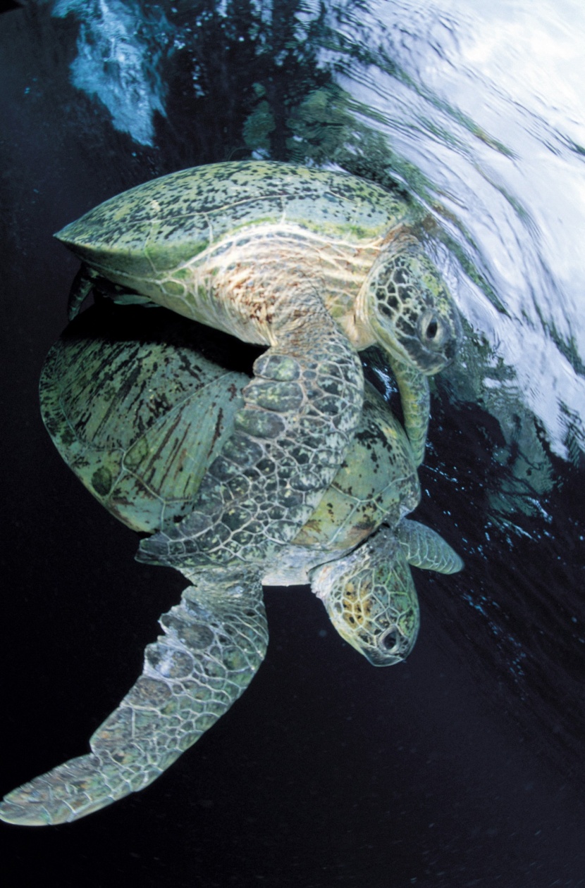 海洋鱼类生物特写图片