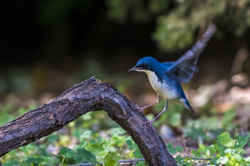 藍歌鴝鳥類圖片