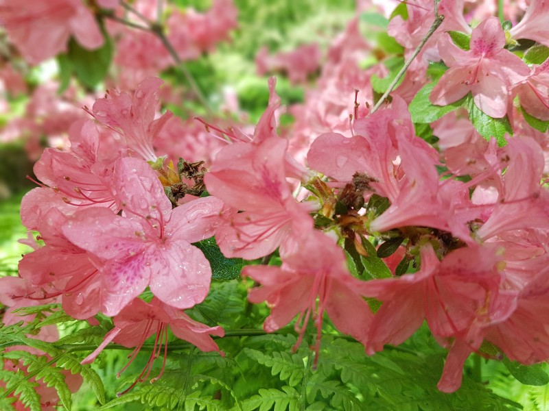 各种颜色漂亮的杜鹃花图片