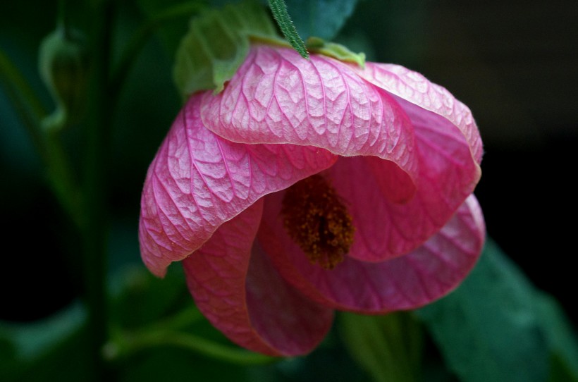 花色艳丽的苘麻属花卉图片
