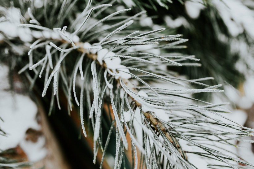 雪樹的特寫圖片