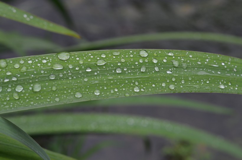 綠葉上的水珠圖片