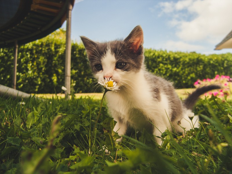 调皮可爱的小猫图片