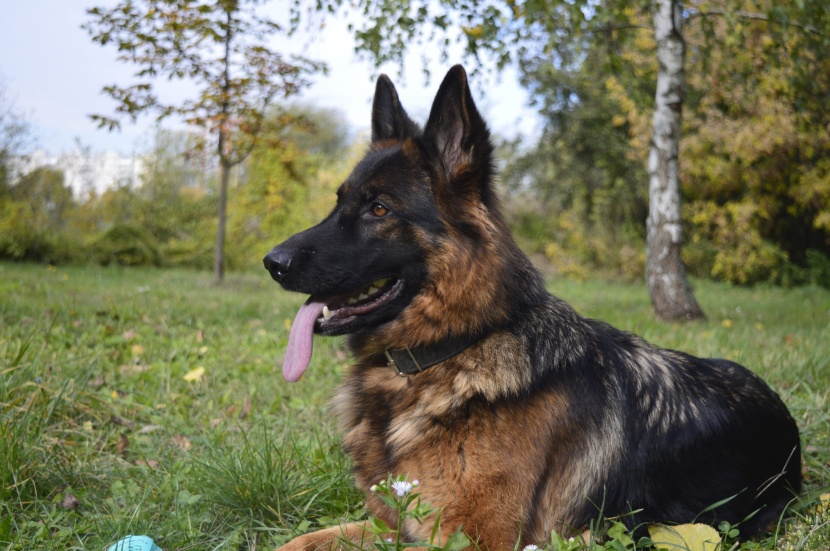 聪明敏捷的德国牧羊犬图片