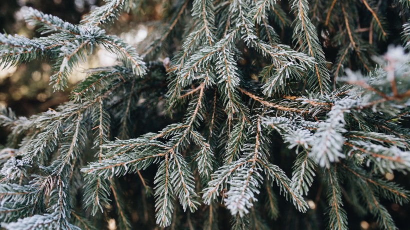 冰雪覆盖的植物图片