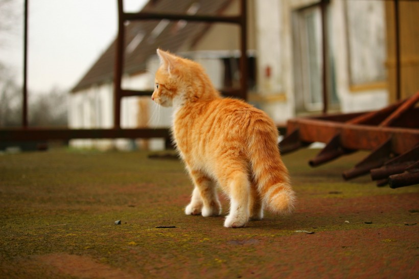 顽皮可爱的虎斑猫图片