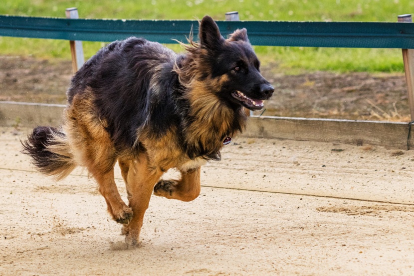 聪明敏捷的德国牧羊犬图片