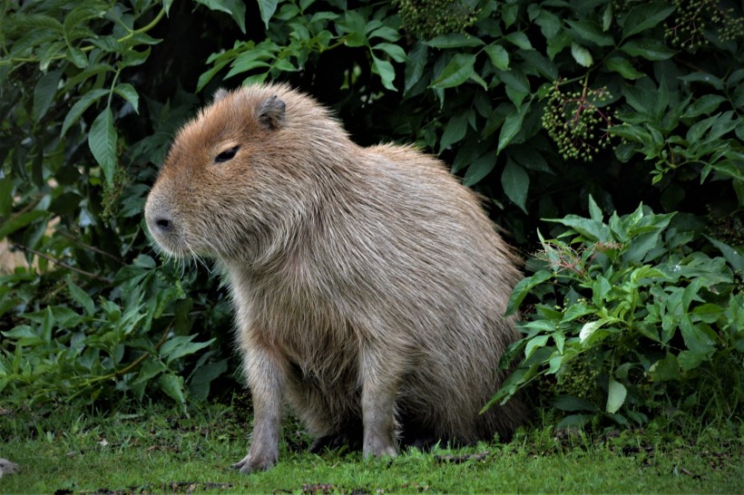 世界上最大的嚙齒動物水豚圖片