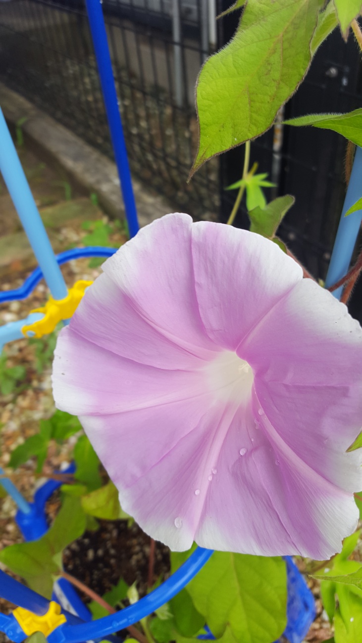 不同顏色的牽牛花圖片