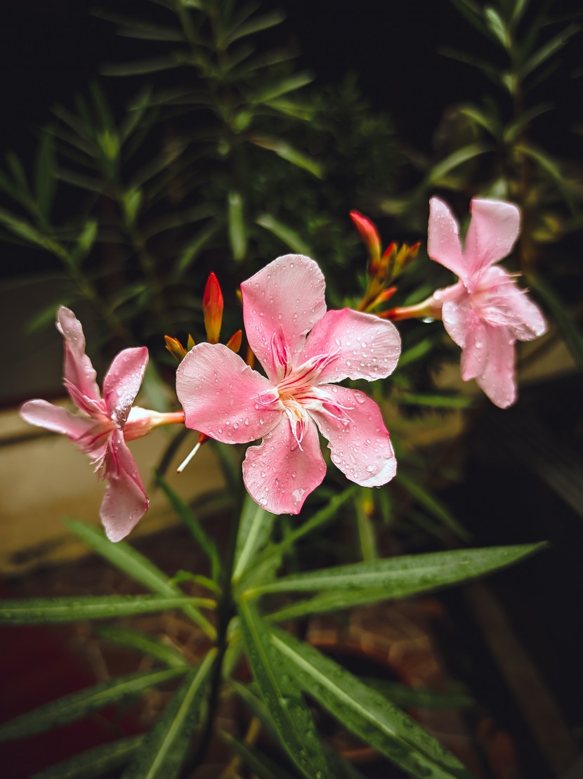 花色鲜艳的夹竹桃图片