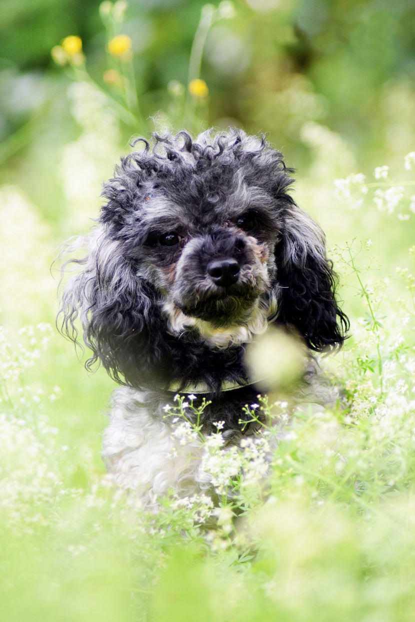 聰明活潑的迷你貴賓犬圖片