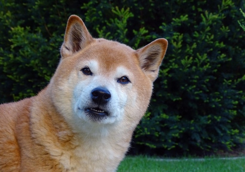 憨厚的秋田犬頭部圖片