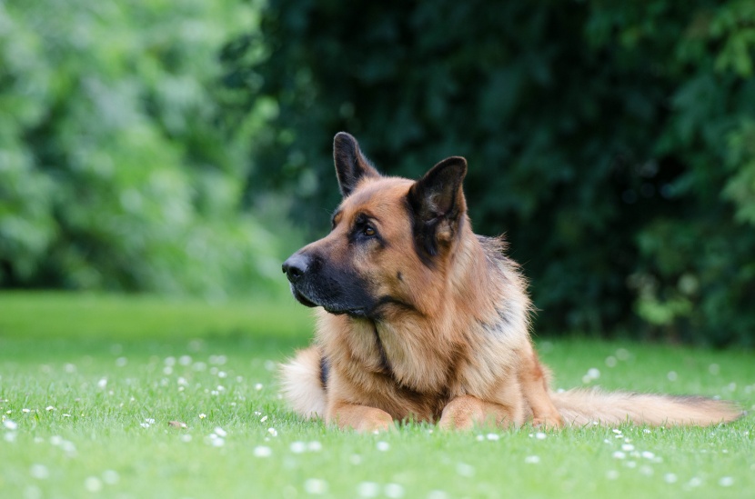 聪明敏捷的德国牧羊犬图片