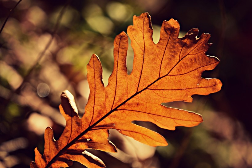 秋季金黄的树叶图片