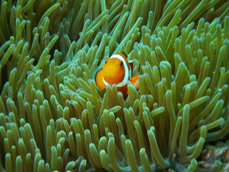 海洋中的小丑魚(yú)圖片