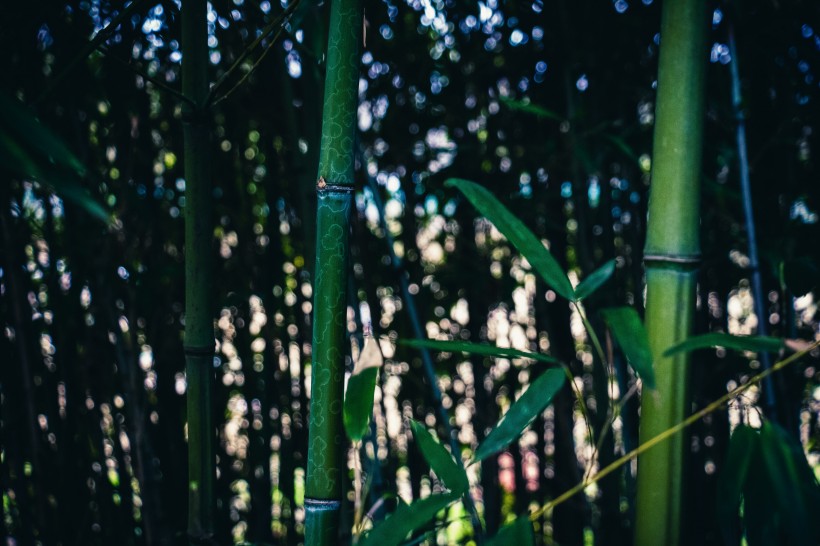 清逸优美的竹林图片