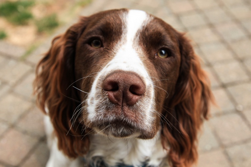 忠诚憨厚的可卡犬图片