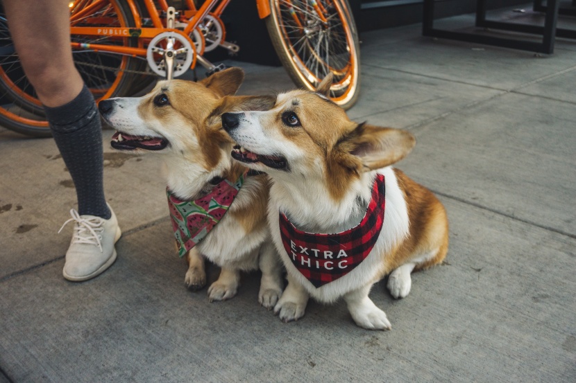 可愛的威爾士柯基犬圖片