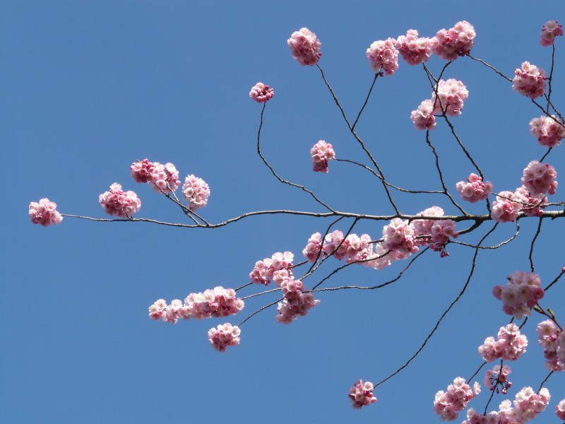 各種顏色有獨(dú)特韻味的梅花圖片