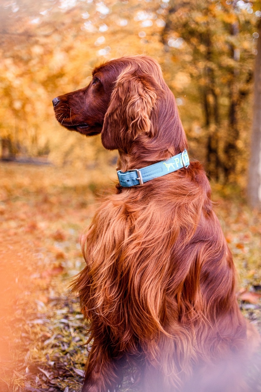 美麗的愛爾蘭雪達(dá)犬圖片