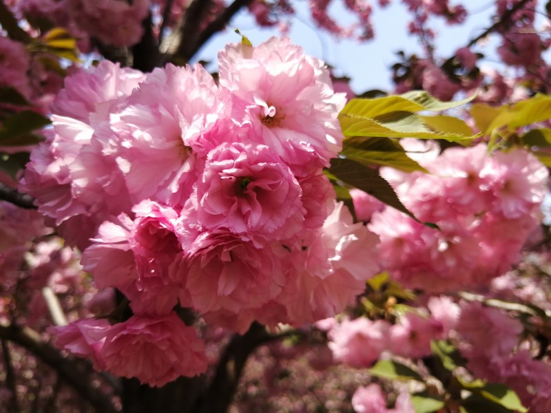 绚烂盛开的樱花图片