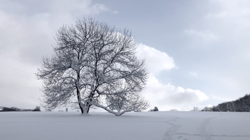 冬日里的雪树的特写图片