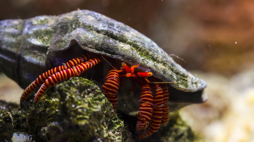 海底世界海洋生物图片