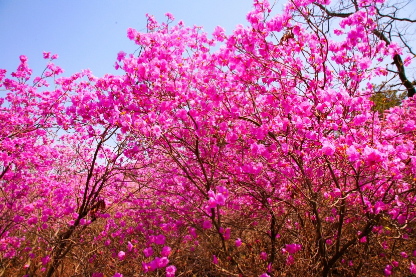 花色繁茂的杜鹃花图片