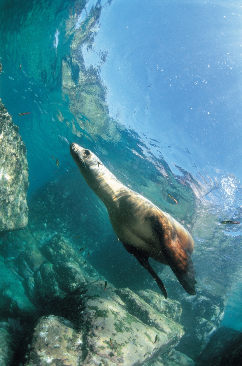 海洋鱼类生物特写图片