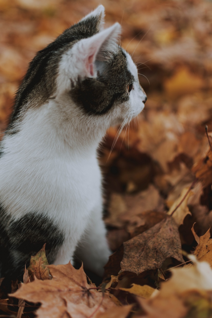 可爱的灰猫图片