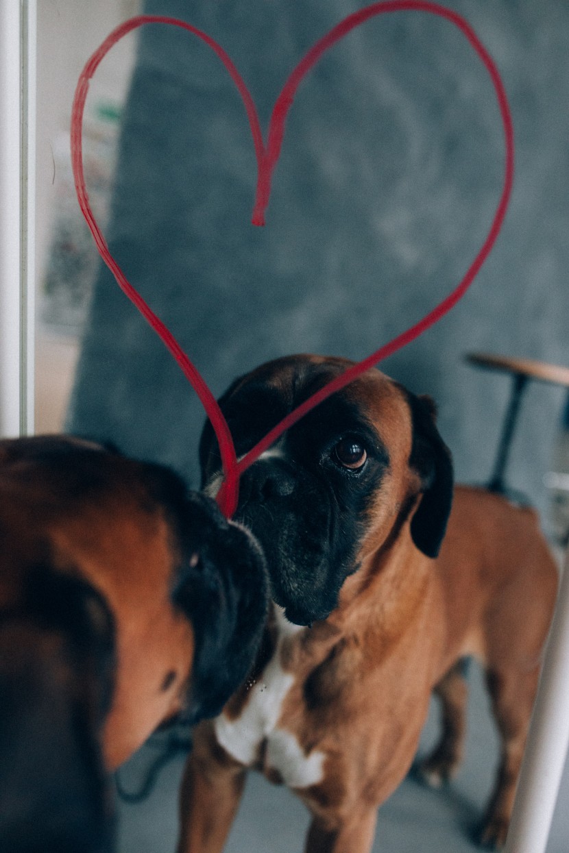 体型强健的拳狮犬图片