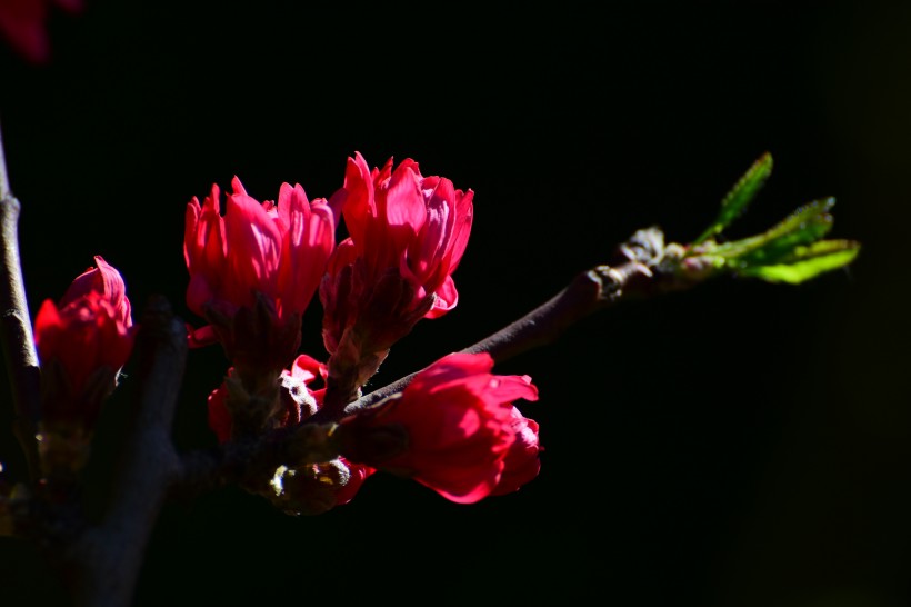 菊花桃圖片