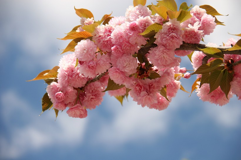 生機(jī)勃勃燦爛盛開(kāi)的櫻花圖片