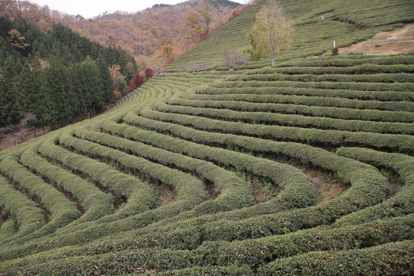 風景優(yōu)美的茶樹圖片