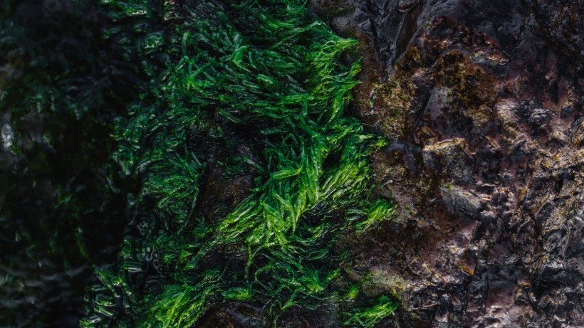 绿色丛生苔藓植物图片