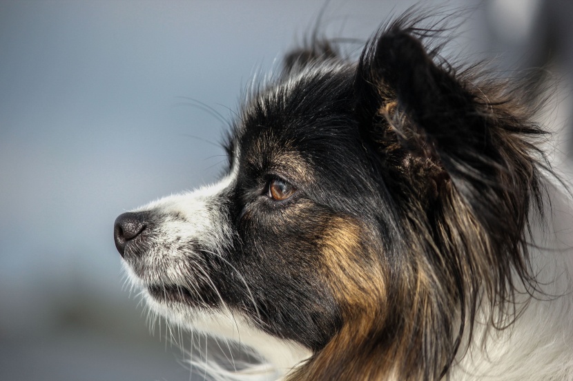 活泼聪颖的蝴蝶犬图片