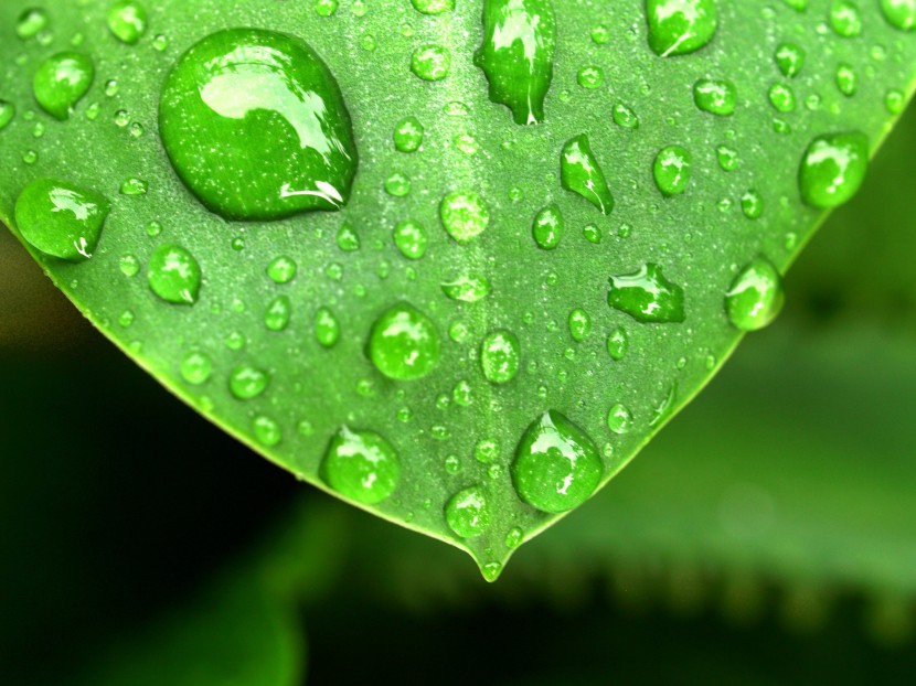 雨后的绿色植物图片