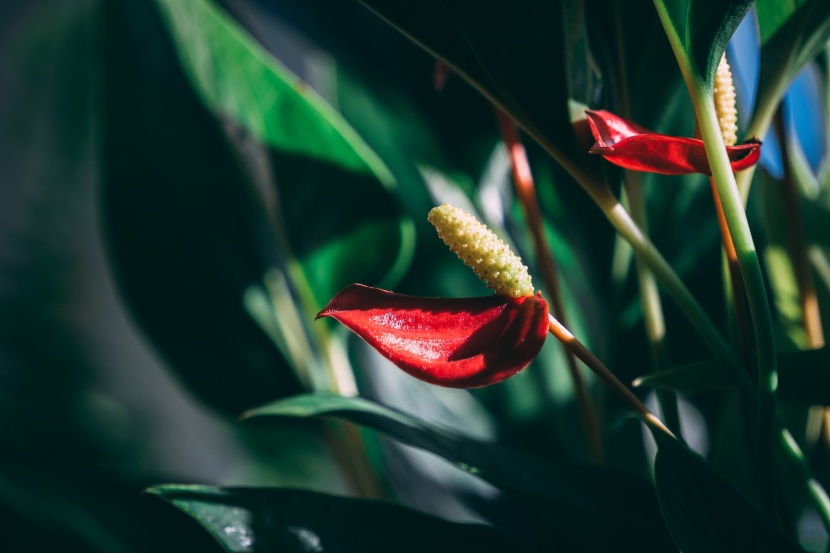 花姿奇特的花燭圖片