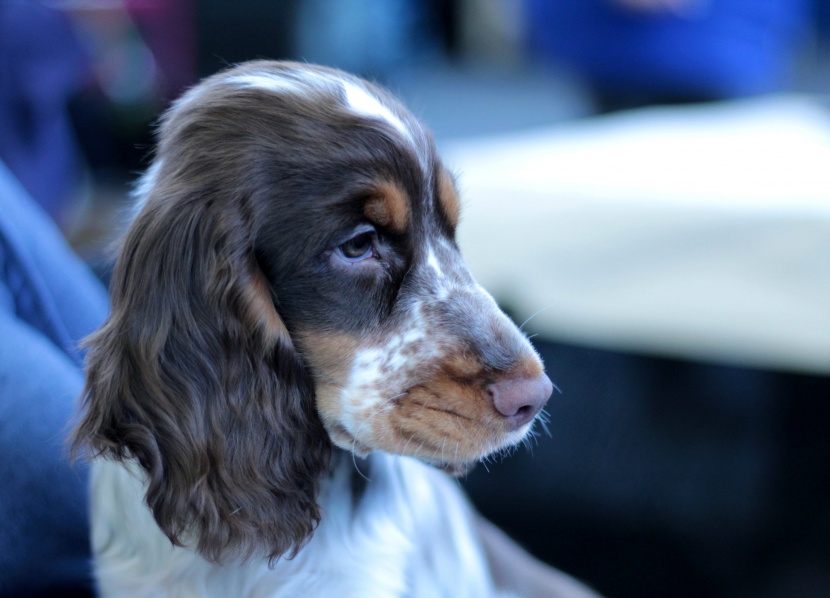 忠诚憨厚的可卡犬图片