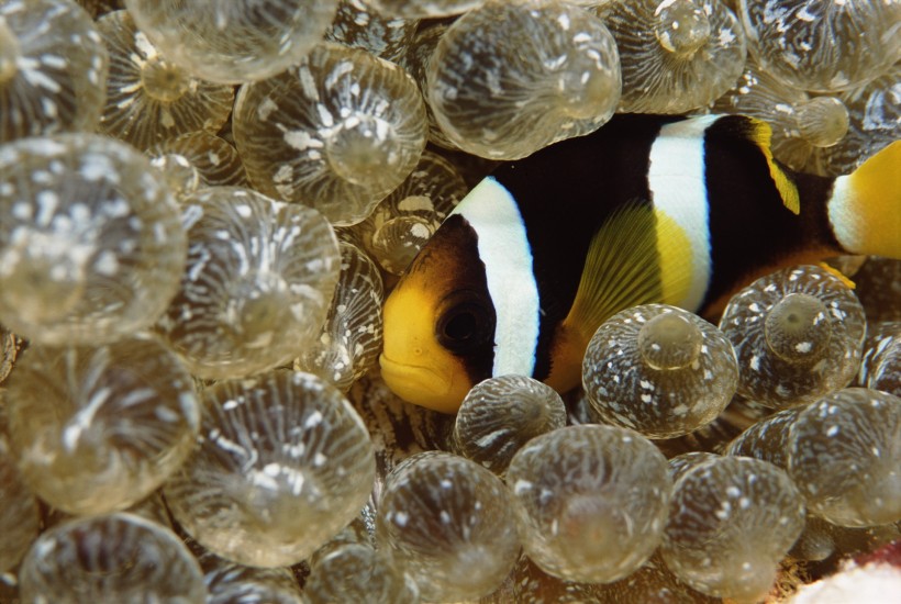 海底海藻圖片