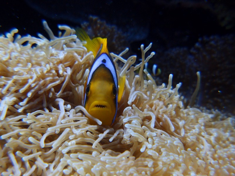 海洋中的小丑魚(yú)圖片