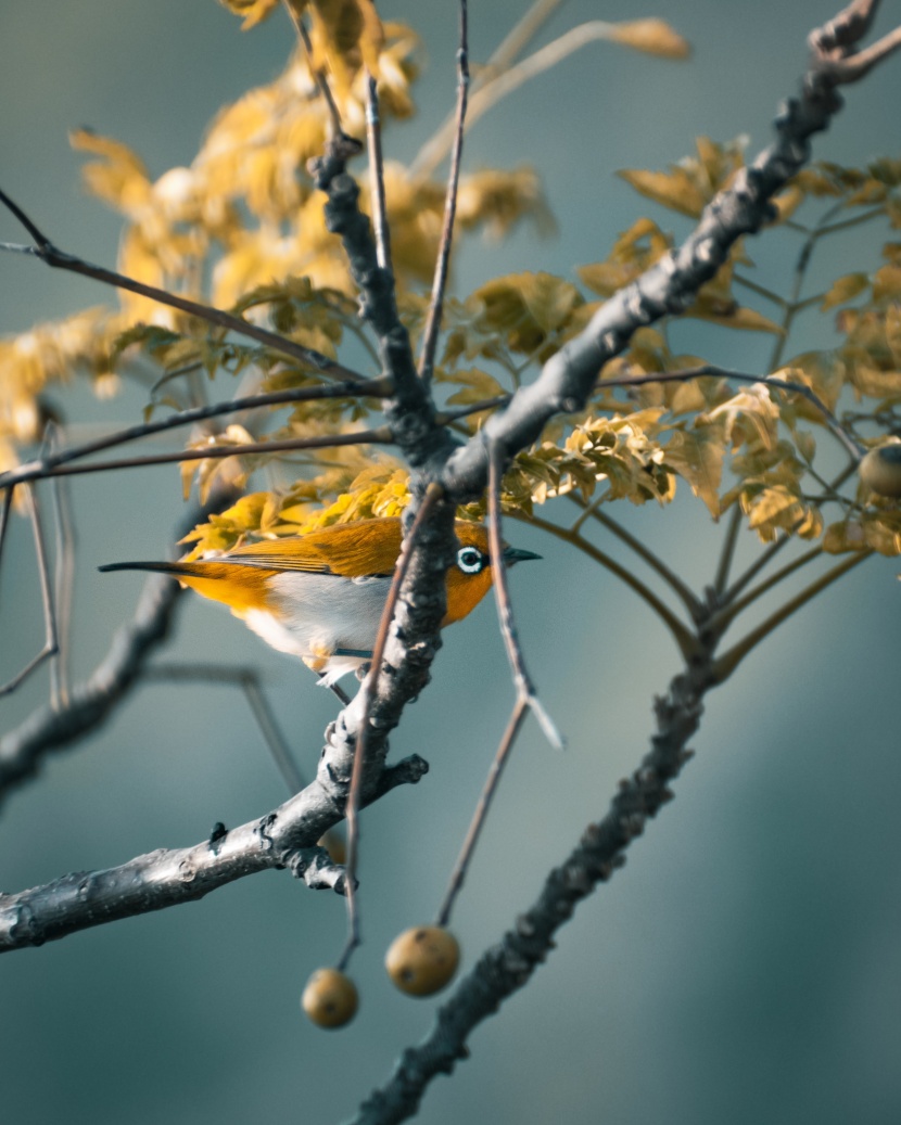 鳴聲婉轉(zhuǎn)悠揚(yáng)的繡眼鳥圖片