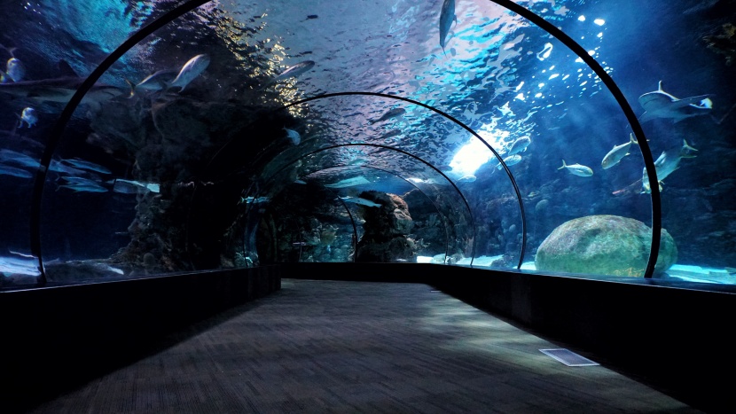 漂亮的水族馆海洋生物图片