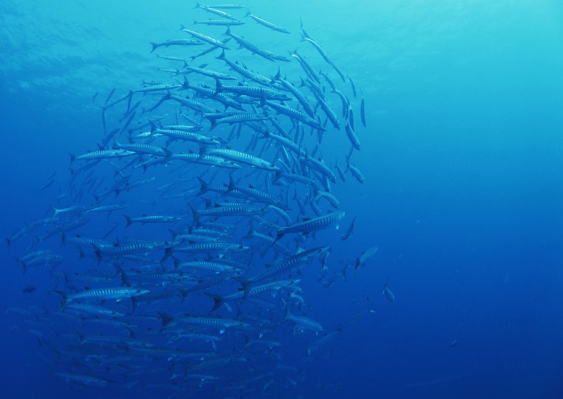 海底生物图片