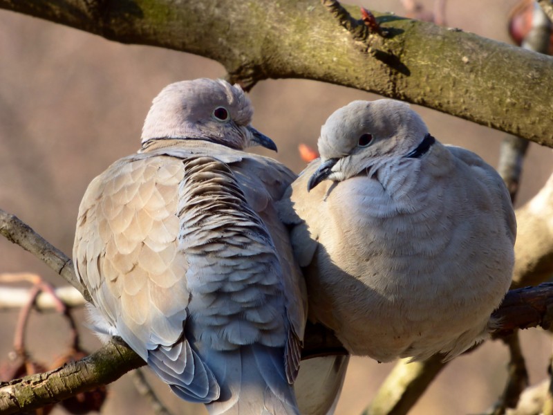 可愛(ài)的斑鳩圖片