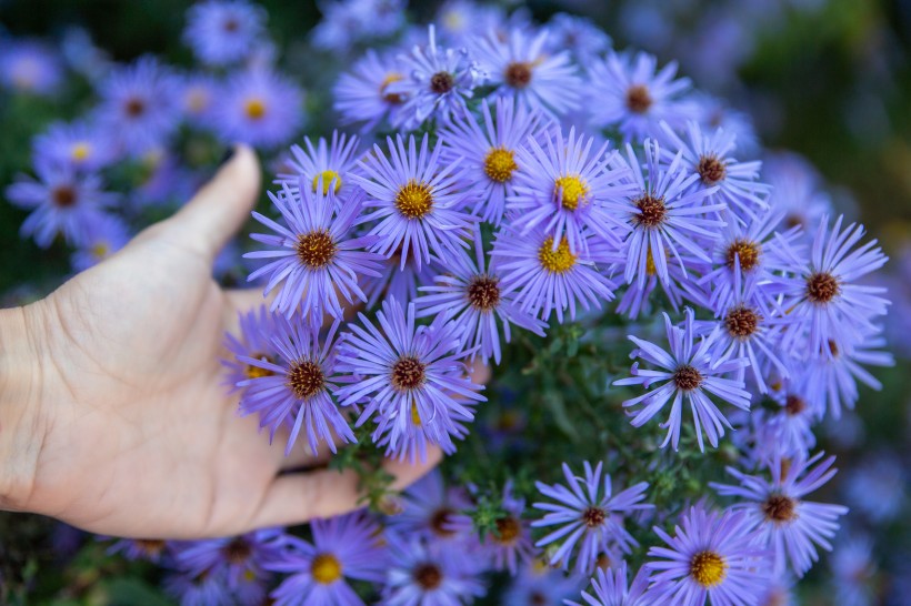 秋季观赏花卉紫菀花图片