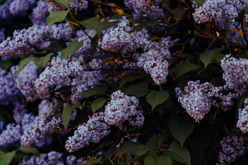 花香浓郁的紫丁香图片