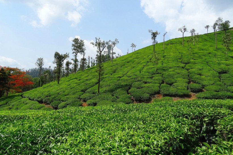 風(fēng)景優(yōu)美的茶樹圖片